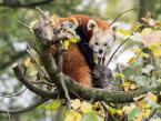 Panda červená, Ailurus fulgens,  Red panda 