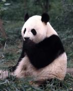 Panda velká, Ailuropoda melanoleuca,  Giant Panda 