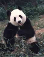 Panda velká, Ailuropoda melanoleuca,  Giant Panda 