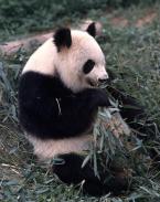 Panda velká, Ailuropoda melanoleuca,  Giant Panda 