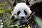 Panda velká, Ailuropoda melanoleuca,  Giant Panda 