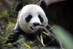 Panda velká, Ailuropoda melanoleuca,  Giant Panda 