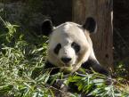 Panda velká, Ailuropoda melanoleuca, Giant Panda 