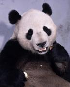 Panda velká, Ailuropoda melanoleuca,  Giant Panda 