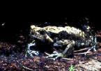 Parosnička nádherná, Kaloula pulchra,  Chubby Frog