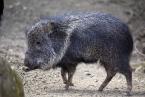 Pekari Wagnerův, Catagonus wagneri, Chacoan peccary