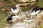 Pelikán brýlatý, Pelecanus conspicillatus,  Australian Pelican