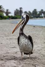 Pelikán hnědý, Pelecanus occidentalis,  Brown Pelican