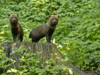 Pes pralesní, Speothos venaticus, Bush dog