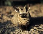 Pes ušatý, Otocyon megalotis, Bat-eared ox