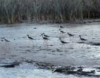 Pisilka karibská,  Himantopus mexicanus, Hawaiian Stilt 