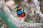 Pita červenobřichá, Pitta erythrogaster, Red-bellied Pitta