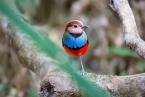 Pita červenobřichá, Pitta erythrogaster, Red-bellied Pitta