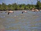 Plameňák karibský, Phoenicopterus ruber, Greater Flamingo