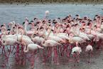 Plameňák malý, Phoeniconaias minor, lesser flamingo