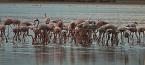 Plameňák růžový, Phoenicopterus ruber roseus, Greater Flamingo