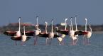 Plameňák růžový, Phoenicopterus ruber roseus, Greater Flamingo