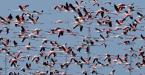 Plameňák růžový, Phoenicopterus ruber roseus, Greater Flamingo