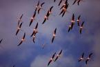 Plameňák růžový, Phoenicopterus ruber roseus, Greater Flamingo