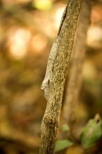 Ploskorep  Henkelův,  Uroplatus henkelii,  Leaf-tailed gecko 