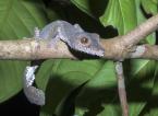 Ploskorep třásnitý, Uroplatus fimbriatus, Flat-tail Gecko 