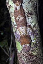 Ploskorep třásnitý, Uroplatus fimbriatus, Flat-tail Gecko 