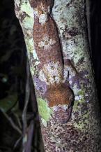 Ploskorep třásnitý, Uroplatus fimbriatus, Flat-tail Gecko 