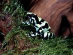 Pralesnička  batikovaná, Dendrobates  auratus,   Green and black poison dart frog