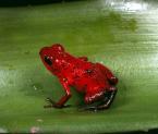 Pralesnička drobná, Dendrobates pumilio,  Starawberry poison dart Frog
