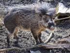 Prase visajánské, Sus cebifrons negrinus, Visayan warty pig