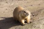 Psoun prériový, Cynomys ludovicianus,  Black-tailed prairie dog