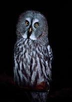 Puštík bradatý, Strix nebulosa, Great Grey Owl