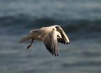 Racek chechtavý, Chroicocephalus ridibundus, Black-headed Gull