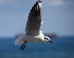 Racek chechtavý, Chroicocephalus ridibundus, Black-headed Gull