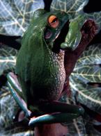 Rosnice  běloretá, Litoria infrafernata,  Giant Tree frog