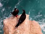 Rybák inka, Larosterna inca, Inca tern