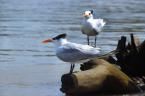 Rybák severní, Sterna sandvicensis, Sandwich tern