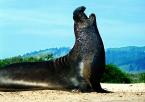 Rypouš severní, Mirounga angustirostris, Elephant  seal