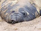 Rypouš sloní, Mirounga leonina, South Elephant  seal