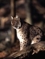Rys evropský, Lynx l.lynx,  Skandinavian  lynx