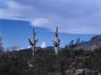 Saguáro N.P.