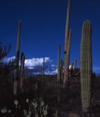 Saguáro N.P.