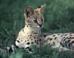 Serval, Leptailurus serval, Serval          