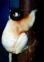 Sifaka malý,  Propithecus verreauxi,  Verreaux's Sifaka    