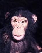 Šimpanz  Pan troglodytes African Chimpanzee  