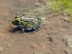 Hrabatka jedlá, Pyxicephalus edulis,  African Bullfrog