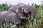 Slon africký,  Loxodonta  africana,   African elephant 