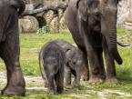 Slon indický, Elephas maximus, Asian Elephant