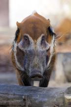 Štětkoun kamerunský, Potamochoerus porcus pictus, Red river hog