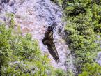 Sup bělohlavý, Gyps fulvus,  Euroasian griffon vulture